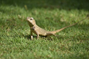 A beautiful closeup photograph of a lizard.