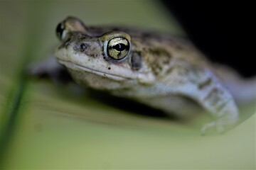 frog on a leaf