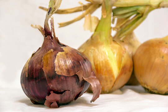 Tating Bilder Durchsuchen 17,968 Archivfotos, und