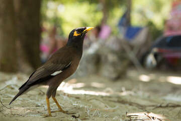 vertical close up side view shot of a beautiful myna bird standing on a beach sand surface with a bokeh blurred background