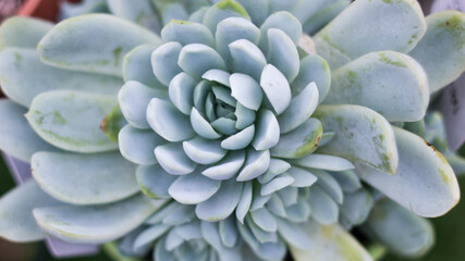 blue cactus flower