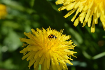 ladybug on a dandelion
