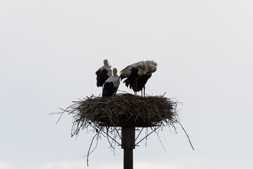 Coppia di cicogne con piccoli nel proprio nido
