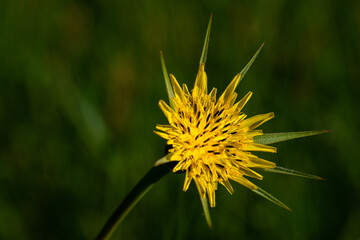 Große Bocksbartblüte seitlich, Makro