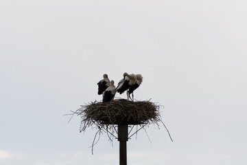 Coppia di cicogne con piccoli nel proprio nido