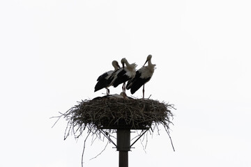 Coppia di cicogne con piccoli nel proprio nido