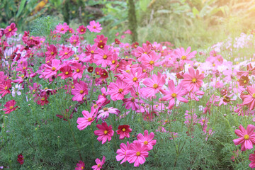 Obraz premium field of flowers