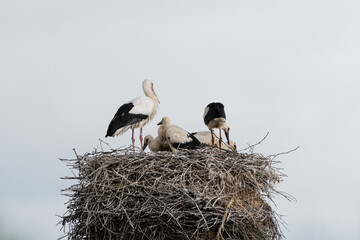 Coppia di cicogne con piccoli nel proprio nido