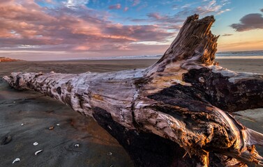 driftwood at sunset