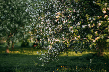Apple tree blossom, spring time, green leaves of apple tree on sunset.