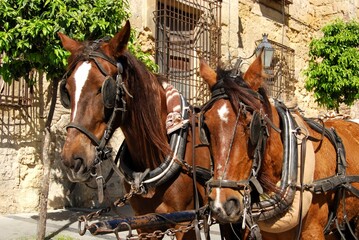 Naklejka na ściany i meble Horses with bridles outside the Episcopal Palace, Cordoba, Spain.