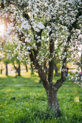 Apple tree blossom, spring time, green leaves of apple tree on sunset.