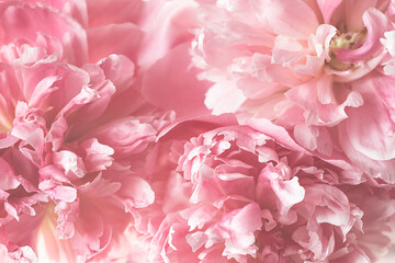 Pastel pink abstract peonies background. Lush beautiful bouquet of pink peonies