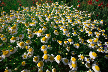 Many herbal white chamomile in meadow
