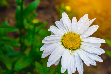 Camomile flower close-up after the rain. A blooming flower with a yellow center. Summer flowers