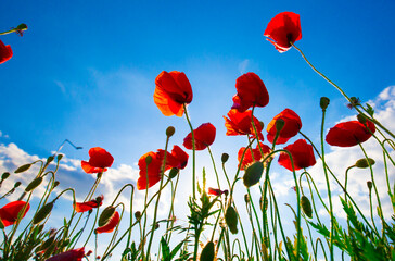 Beautiful and colorful poppy field 