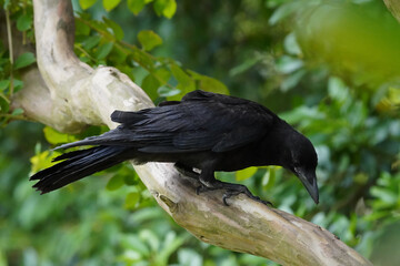 crow on a tree