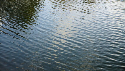 Bourgeon de tulipe rouge