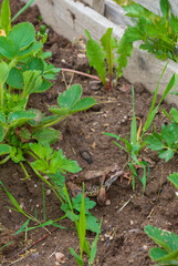 Brown spotted frog walks in the garden in summer.