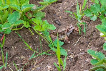 Brown spotted frog walks in the garden in summer.