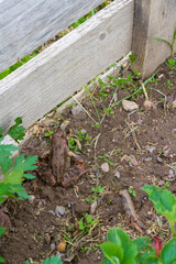 Brown spotted frog walks in the garden in summer.