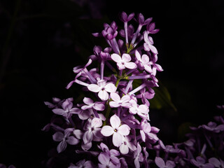 Lilac flowers in bloom. Closeup photo.