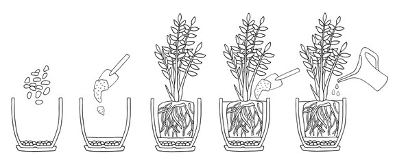 Transplanting potted flower steps. Vector instruction. How to repot a zamioculcas plant. Hand drawn cutaway black and white scheme illustration. Gardening, houseplants concept.