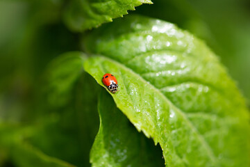 Ladybug sitting on green leaf on a sunny spring or summer day, clean environment eco background with fresh juicy tree foliage close-up, beautiful nature and macro world
