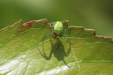 Grüne Spinne - Kürbisspinne - Araniella cucurbitina