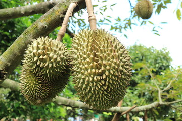 Naklejka na ściany i meble Fresh durian fruit on tree, the king of fruits.