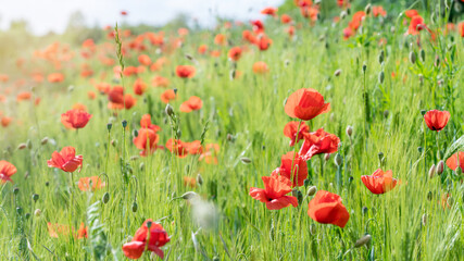 Fototapeta na wymiar Grain field full of poppy flowers