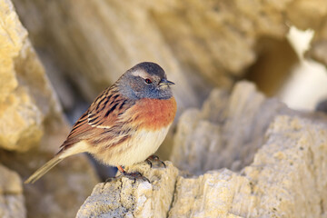 starling, little warbler, wildlife macro portrait bird