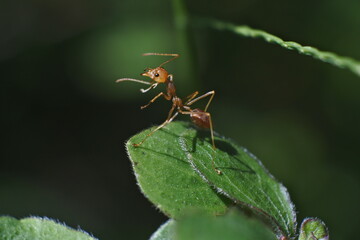 Weaver ant (Oecophylla smaragdina) or major worker