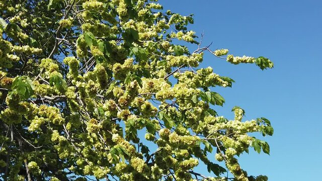 wych elm branches with immature fruits in slow motion