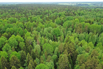 forest top view, landscape panorama view of summer forest with quadrocopter aerial view