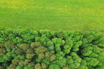 forest top view, landscape panorama view of summer forest with quadrocopter aerial view