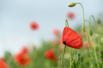 Red poppy flower in a corn field