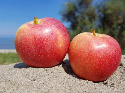 Two red apples on the sand against the background the sea shore.