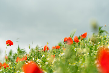 Grain field full of poppy flowers