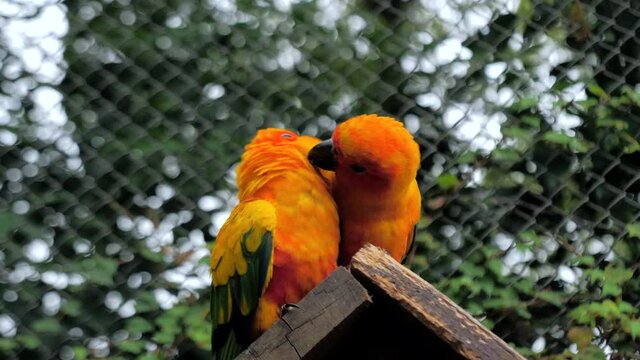 Beautiful colorful sun conure (Aratinga solstitialis parrot) birds on the birdhouse roof