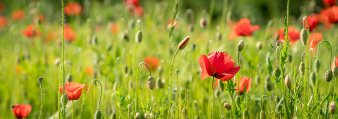 Fototapeta premium Grain field full of poppy flowers