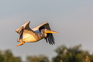 Rosapelikan im Flug, Pelecanus onocrotalus, in Donaudelta
