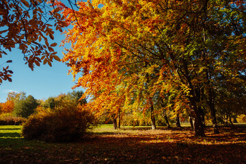 Naklejka premium Picturesque view of trees in warm light. Location place Ukraine, Europe.