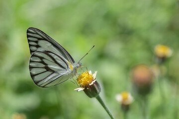 Striped Albatross butterfly on flower.