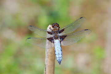 Dragonfly on a branch