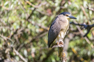 Nachtreiher, Nycticorax n.nycticorax, 