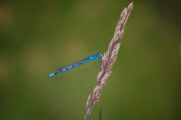 Blue dragonfly on a twig