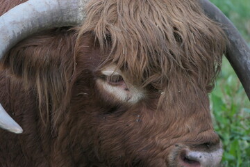 Portrait eines Bullen