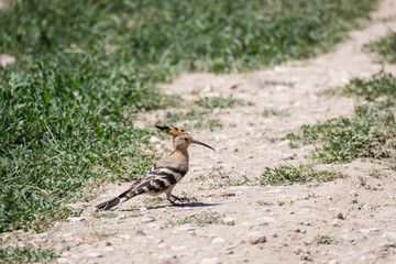 Wiedehopf, Upupa epops