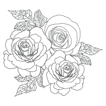 A small bouquet of roses. Vector outline picture for invitation cards, wedding decoration, coloring book, print, tatoo. Hand drawn roses.